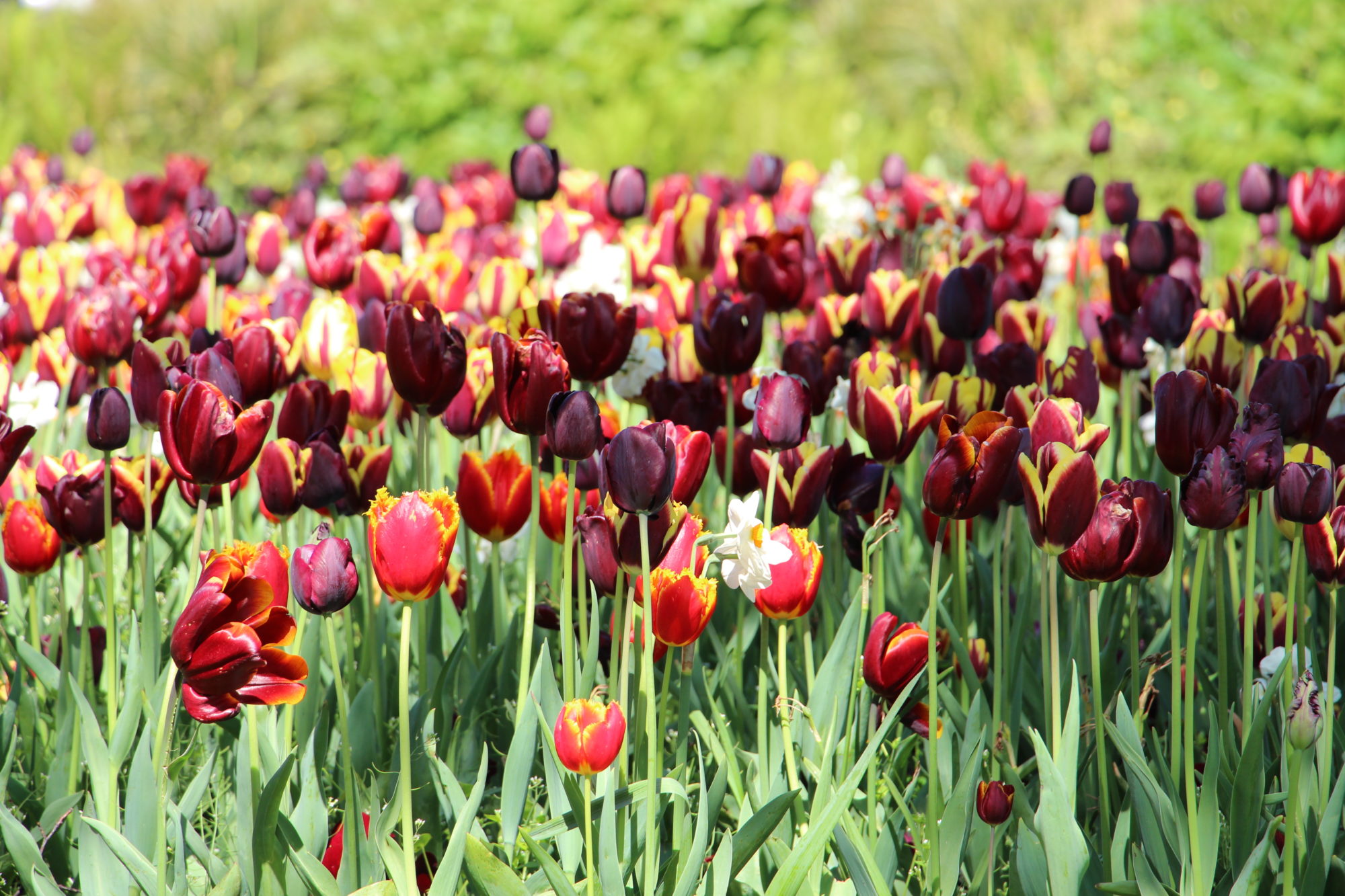 amsterdam tulips